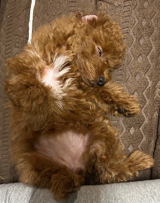 RICH AROMA (リッチアロマ)    むちこ (3ヶ歳) 2