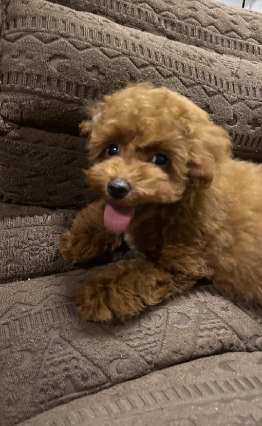 RICH AROMA (リッチアロマ)    むちこ (3ヶ歳)